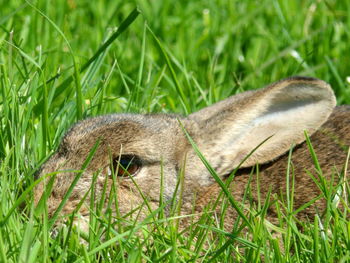 Close-up of a lizard on field