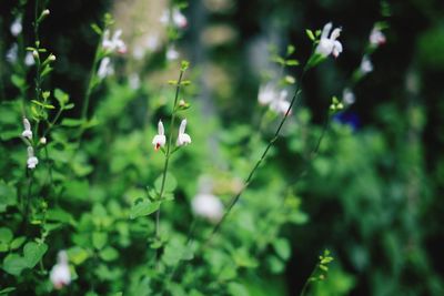 Close-up of flowers against blurred background