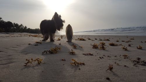 View of sheep on sand