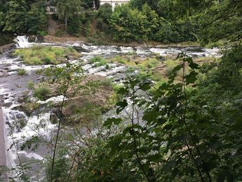 Scenic view of river amidst trees in forest