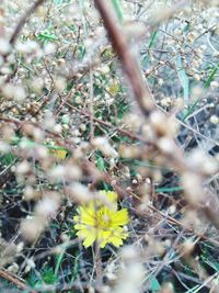 Close-up of yellow flower