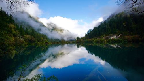 Reflection of trees in calm lake