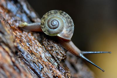 Close-up of snail