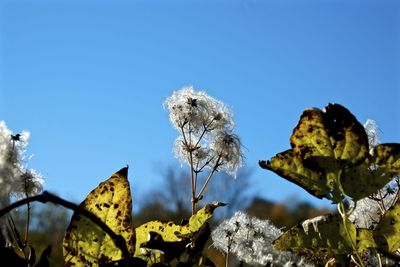 Close-up of dandelion flowers