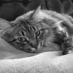 Close-up portrait of cat