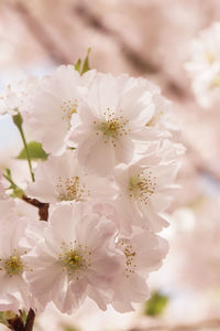 Close-up of apple blossoms in spring