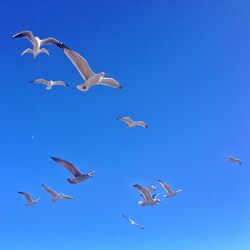 Low angle view of seagulls flying against clear blue sky