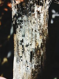 Close-up of lichen on tree trunk