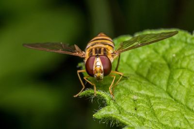 Close-up of dragonfly on plant