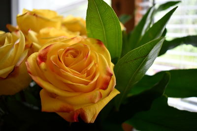 Close-up of rose bouquet