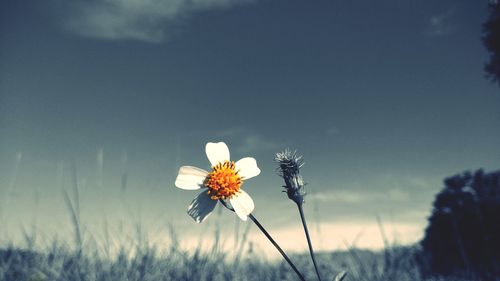 Close-up of flowering plant on field against sky