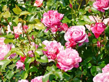 Close-up of pink roses