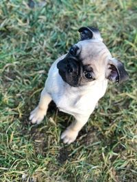 Portrait of dog on grass