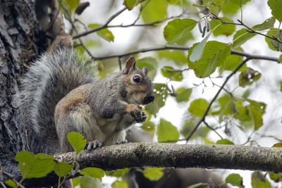 Grey squirrel eating an acorn, whilst sitting in a tree. 