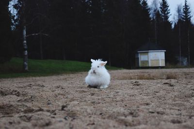Portrait of sheep against trees at night