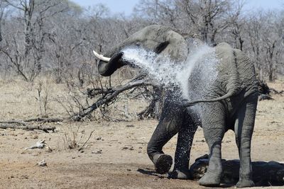 View of elephant on land