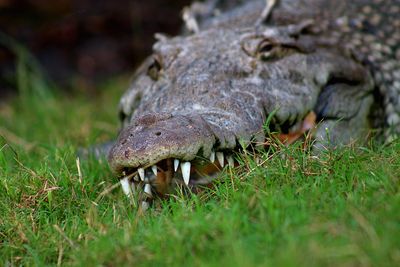 Close-up of crocodile on grass