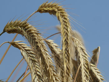 Close-up of stalks against clear blue sky