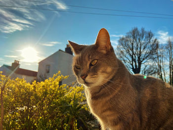 View of a cat looking away