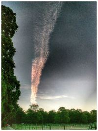 Low angle view of trees against sky