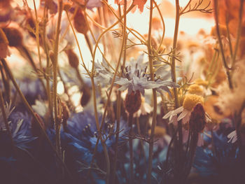 Close-up of flowering plants on field