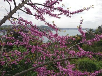 Low angle view of pink flowers on tree