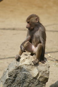 Close-up of monkey sitting outdoors