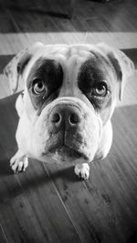 Close-up portrait of dog at home