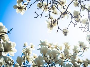 Low angle view of cherry blossoms