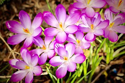 Close-up of pink crocus flowers