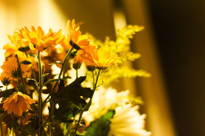 Close-up of yellow flowers blooming outdoors