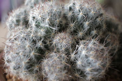 Close-up of cactus plant