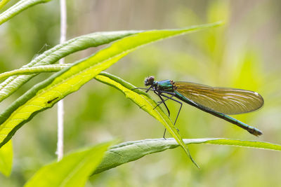 Close-up of insect on leaf