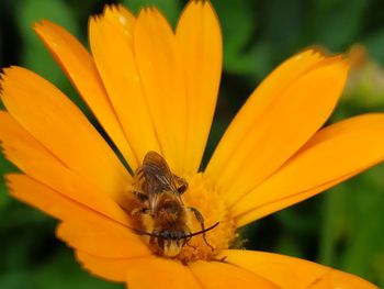 Close-up of insect on yellow flower