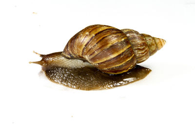 Close-up of snail over white background