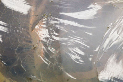 High angle view of turtle in sea