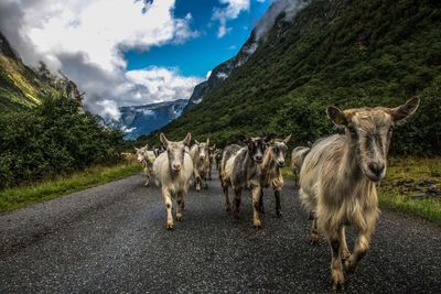 Horses on road by mountain against sky