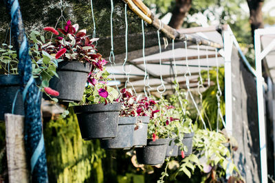 Close-up of potted plants hanging on fence