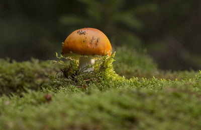 Close-up of mushroom growing on field