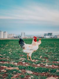 Close-up of rooster against sky