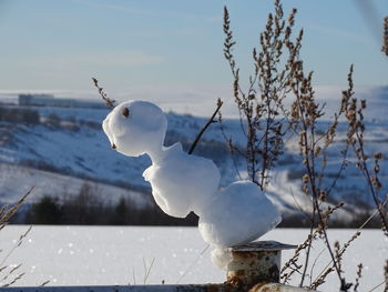 Close-up of bird on snow