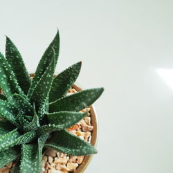 Close-up of succulent plant against white background
