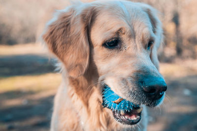 Close-up portrait of dog