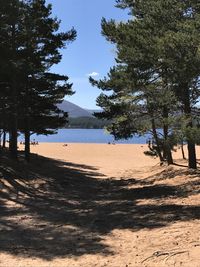 Trees on beach against sky