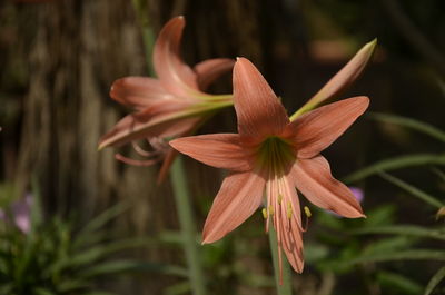 Close-up of red lily blooming outdoors