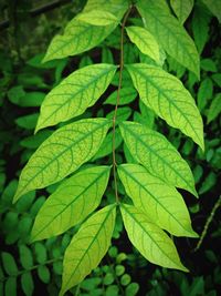 Full frame shot of leaves