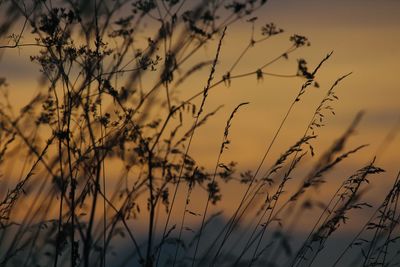 Close-up of silhouette plants against sky during sunset