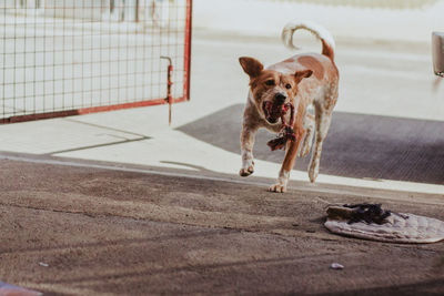 Portrait of dog standing on footpath