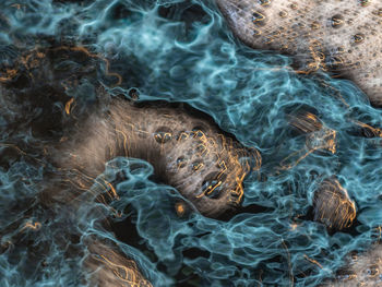 Close-up of turtle in sea