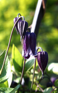 Close-up of purple flowering plant